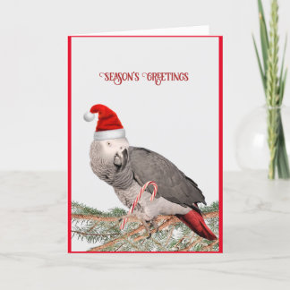 African Gray Parrot Holiday Card Feiertagskarte