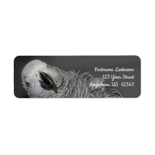 African Gray Parrot Niedlich Bird Address (Vorne)