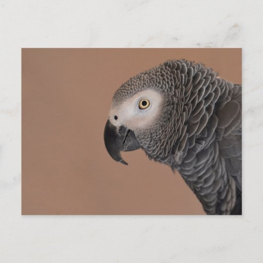 African Gray Parrot Postcard Postkarte (Vorderseite)