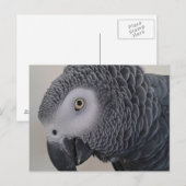 African Gray Parrot Postcard Postkarte (Vorne/Hinten)