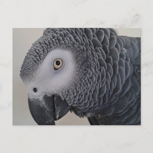 African Gray Parrot Postcard Postkarte (Vorderseite)