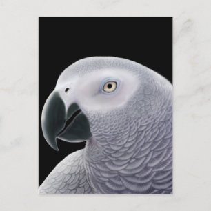 African Gray Parrot Postcard Postkarte