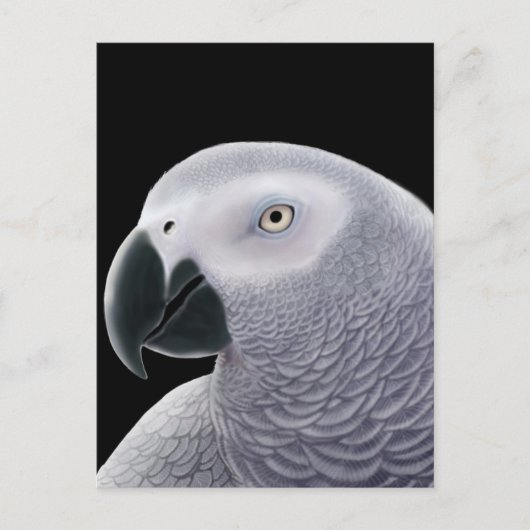 African Gray Parrot Postcard Postkarte (Vorderseite)