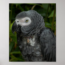 African Gray Parrot - Vogelfotografie