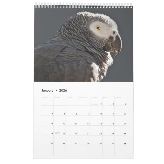 African Gray Parrots Calendar Kalender (Jan 2026)