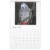 African Gray Parrots Calendar Kalender (Feb 2027)