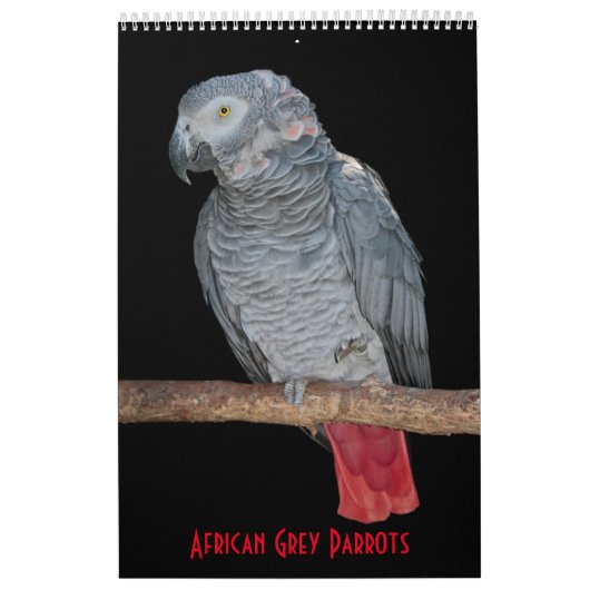 African Gray Parrots Calendar Kalender (Titelbild)