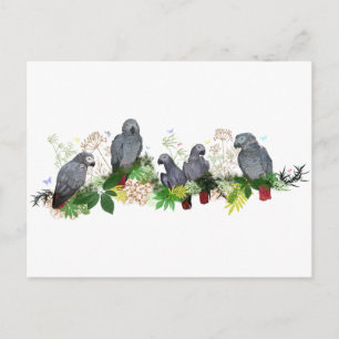 African Gray Parrots Party Postcard Postkarte