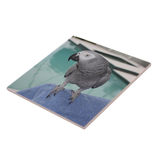 African Gray Pool Party Fliese (Seite)