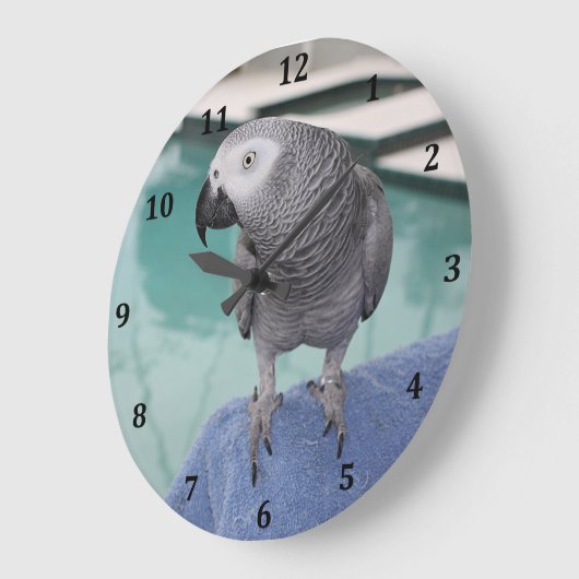 African Gray Pool Party Große Wanduhr (Winkel)