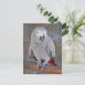 African Gray "Rudy" Postkarte (Stehend Vorderseite)