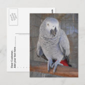 African Gray "Rudy" Postkarte (Vorne/Hinten)