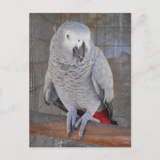 African Gray "Rudy" Postkarte (Vorderseite)