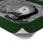 African Grey Parrot Collage Animal Poster (Ecke)