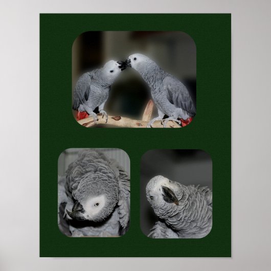 African Grey Parrot Collage Animal Poster (Vorne)