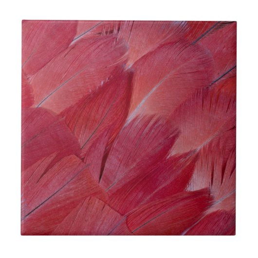 African Grey Parrot Feather Design Fliese (Vorderseite)