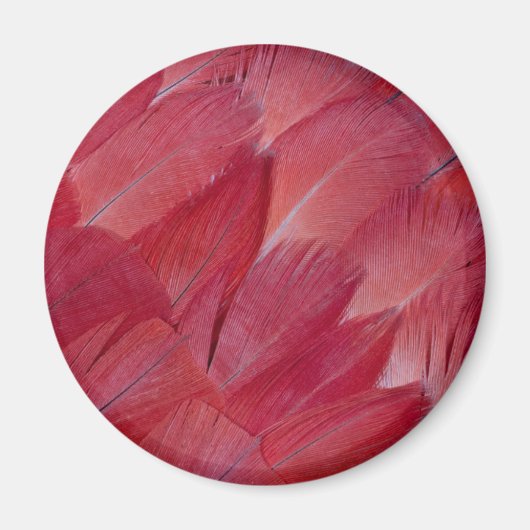 African Grey Parrot Feather Design Magnet (Vorne)