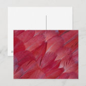 African Grey Parrot Feather Design Postkarte (Vorne/Hinten)