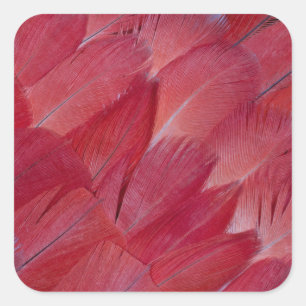 African Grey Parrot Feather Design Quadratischer Aufkleber