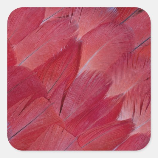 African Grey Parrot Feather Design Quadratischer Aufkleber (Vorderseite)