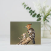 African Hoopoe Postkarte (Stehend Vorderseite)
