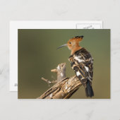 African Hoopoe Postkarte (Vorne/Hinten)