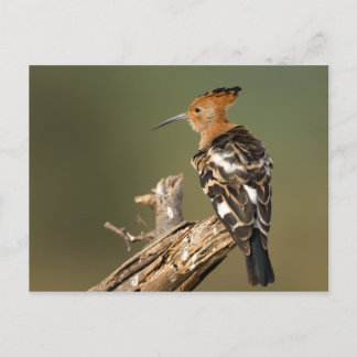 African Hoopoe Postkarte
