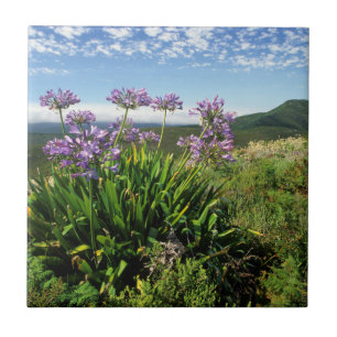 African Lily (Agapanthus praecox), Mossel Bay Fliese