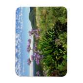 African Lily (Agapanthus praecox), Mossel Bay Magnet (Vertikal)