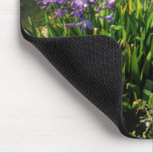 African Lily (Agapanthus praecox), Mossel Bay Mousepad (Ecke)