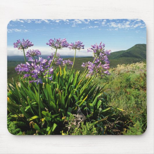 African Lily (Agapanthus praecox), Mossel Bay Mousepad (Vorne)
