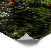 African Lily (Agapanthus praecox), Mossel Bay Poster (Ecke)