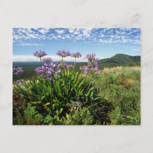 African Lily (Agapanthus praecox), Mossel Bay Postkarte