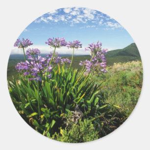 African Lily (Agapanthus praecox), Mossel Bay Runder Aufkleber