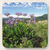 African Lily (Agapanthus praecox), Mossel Bay Untersetzer (Vorderseite)