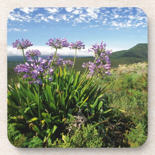 African Lily (Agapanthus praecox), Mossel Bay Untersetzer (Vorderseite)