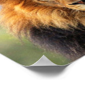 African Lion 1 Poster (Ecke)