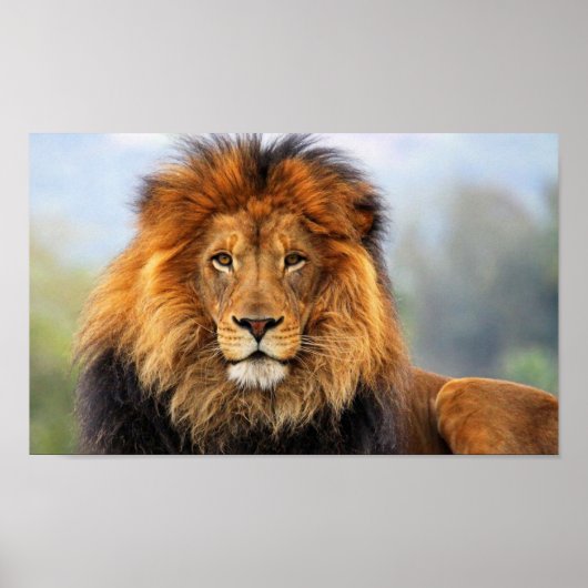 African Lion 1 Poster (Vorne)