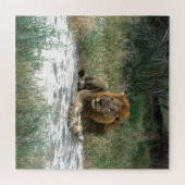 African Lion 20 x 20 Jigsaw Puzzle (Horizontal)