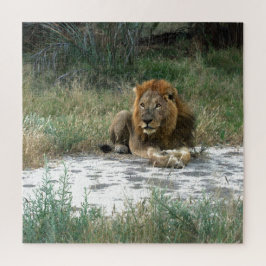 African Lion 20 x 20 Jigsaw Puzzle