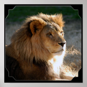 African Lion-6775e11x11fram Poster