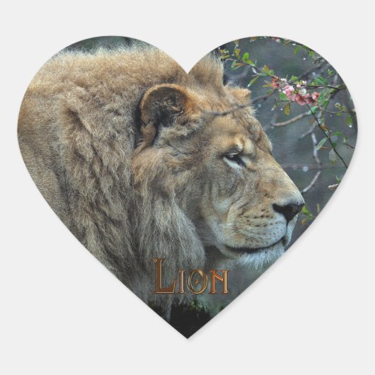 AFRICAN LION Big Five Big Cat Wildlife Stickers (Vorderseite)