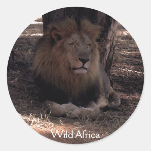 AFRICAN LION Big Five Cat Wildlife Stickers