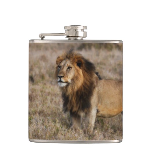 African Lion Flask Flachmann (Vorderseite)