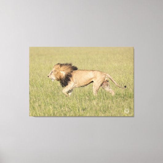 African Lion in der Savanna Wrapped Canvas Print Leinwanddruck (Vorderseite)