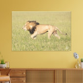 African Lion in der Savanna Wrapped Canvas Print Leinwanddruck (Insitu (Wohnzimmer))