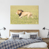 African Lion in der Savanna Wrapped Canvas Print Leinwanddruck (Insitu (Schlafzimmer))