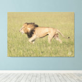 African Lion in der Savanna Wrapped Canvas Print Leinwanddruck (Insitu (Holzboden))