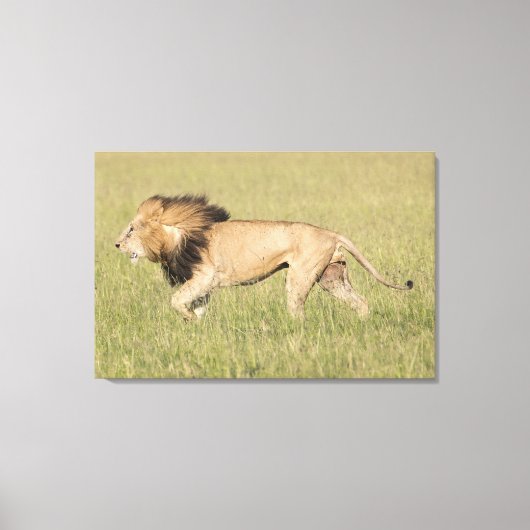 African Lion in der Savanna Wrapped Canvas Print Leinwanddruck (Vorderseite)