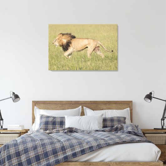 African Lion in der Savanna Wrapped Canvas Print Leinwanddruck (Insitu (Schlafzimmer))